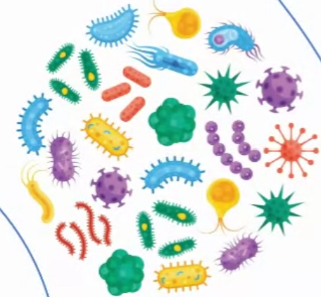 5_Propargylamino_dCTP _ 5_6_TAMRA, 30ul